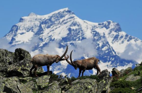 Parco Nazionale Gran Paradiso