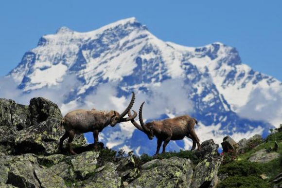 Parco Nazionale Gran Paradiso