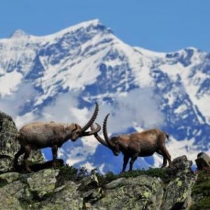 Parco Nazionale Gran Paradiso