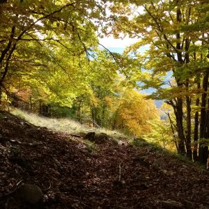 Parco Nazionale delle Foreste Casentinesi