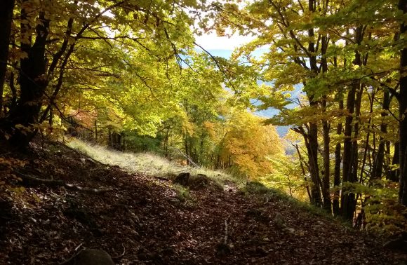 Parco Nazionale delle Foreste Casentinesi