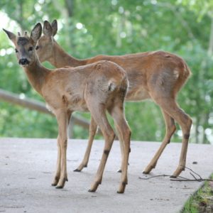 Parco dell’Adamello