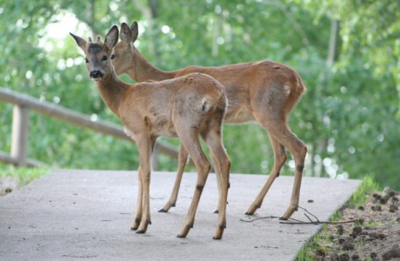 Parco dell’Adamello