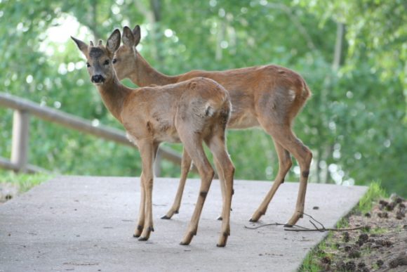 Parco dell’Adamello