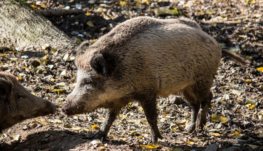 Gita scolastica con escursione al Parco del Circeo alla scoperta della fauna e flora.