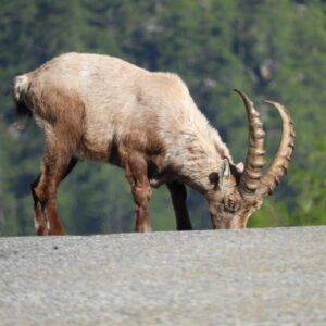 PARCO NAZIONALE DEL GRAN PARADISO
