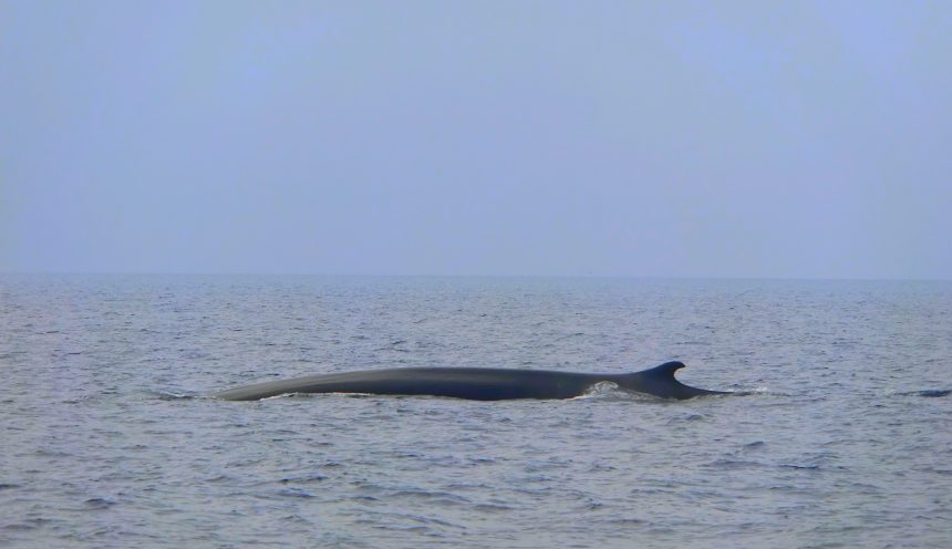 Viaggio di istruzione e turismo scolastico in Liguria: Santuario Pelagos