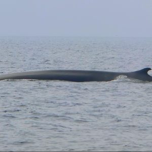 Whale Watching in Liguria