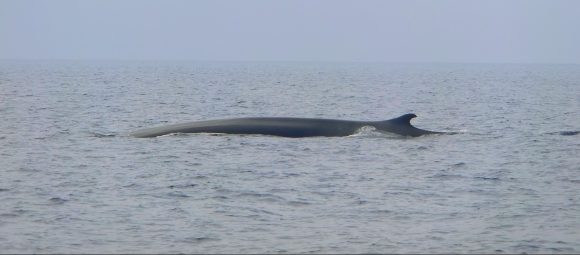 Whale Watching in Liguria