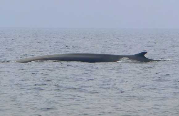 Whale Watching in Liguria