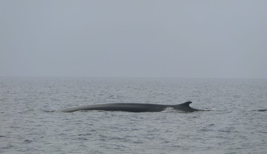 Un'uscita didattica per ammirare i cetacei