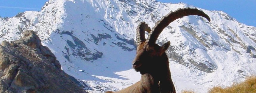 Gita scolastica e turismo scolastico con escursione al Gran Paradiso