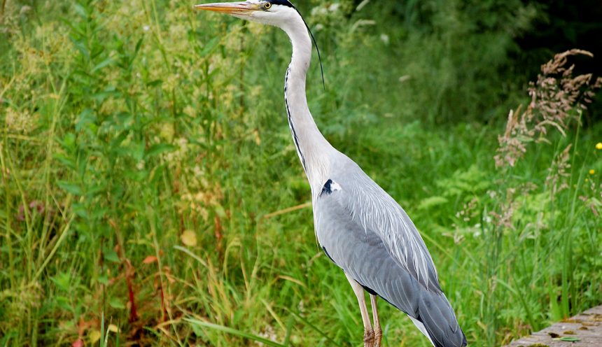 progetto formativo birdwatching