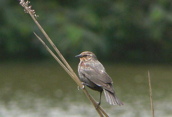 progetto formativo birdwatching