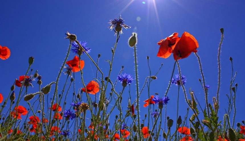 Progetto didattico alla scoperta del mondo vegetale: fiori