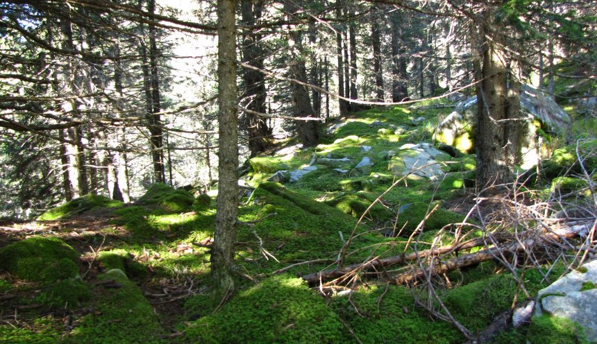 Progetto didattico alla scoperta del mondo vegetale: sottobosco