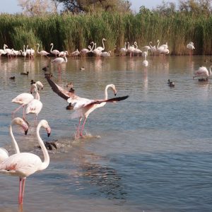 Provenza, Camargue e Parco del Luberon