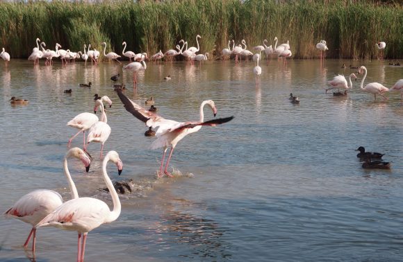 Provenza, Camargue e Parco del Luberon