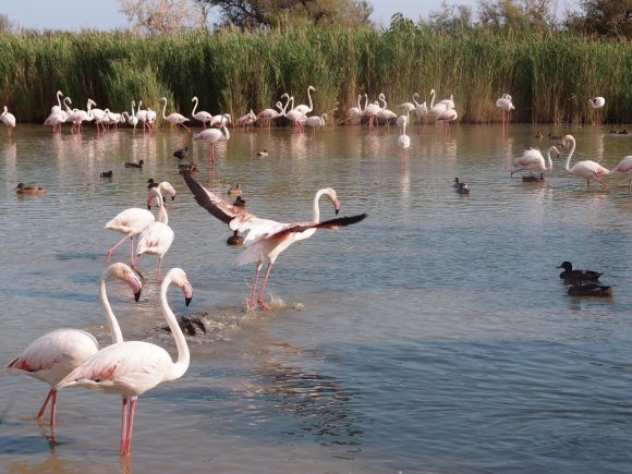 Provenza, Camargue e Parco del Luberon