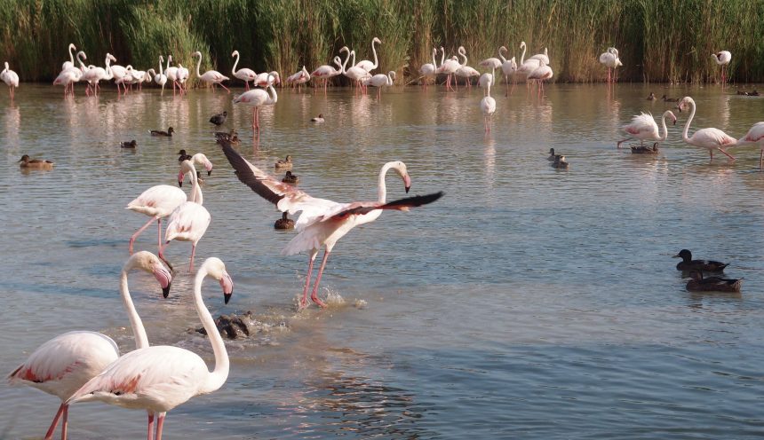 Viaggio d'istruzione in Provenza, Camargue e Parco del Luberon