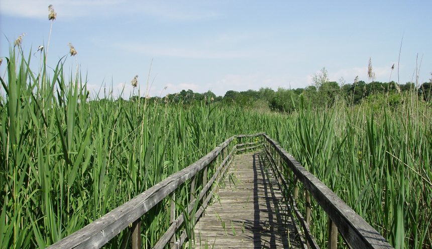 uscita didattica Riserva naturale Regionale Nazzaro Tevere - Farfa