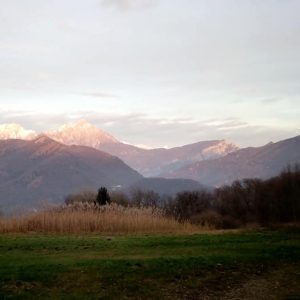 Rezzago e i funghi di terra